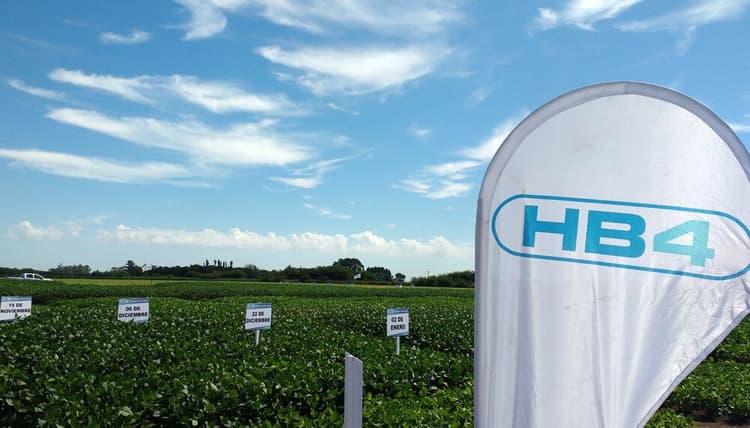 Imagen de portada: Con la HB4®, productores de soya prevén mitigar  las pérdidas productivas tras 6 años de sequía 