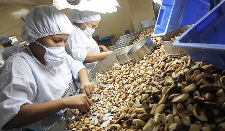 Imagen de portada: La castaña boliviana dinamiza el comercio exterior y refleja el potencial productivo de Beni y Pando