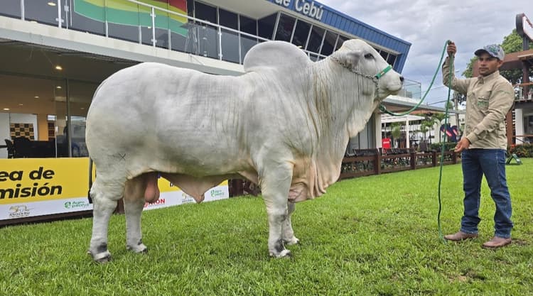 Imagen de portada: Rashan FIV Moxos es el toro más pesado de Agropecruz y refleja el avance genético del sector pecuario