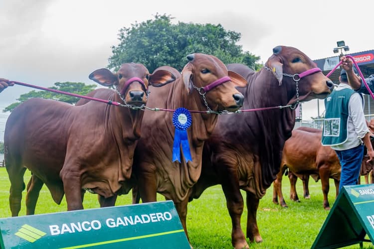 Imagen de portada: Arranca Agropecruz 2025, el epicentro de la innovación agropecuaria en Bolivia