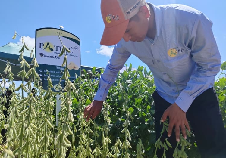 Imagen de portada: Biotecnología, clave para repuntar la producción de soya en un 30%
