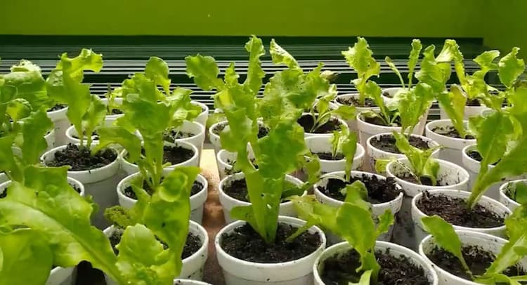 Imagen de portada: Implementan proyecto de verduras hidropónicas a 4.000 m.s.n.m  en el distrito minero Bolívar