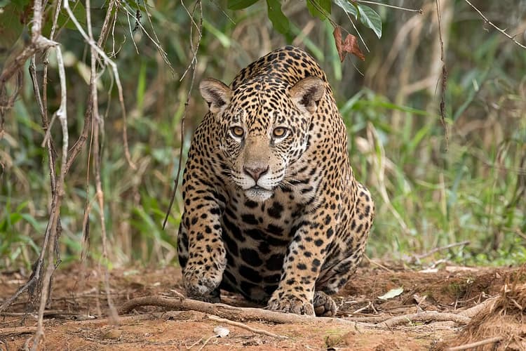 Imagen de portada: Histórico: Tribunal Agroambiental determina por primera vez proteger al jaguar y su hábitat