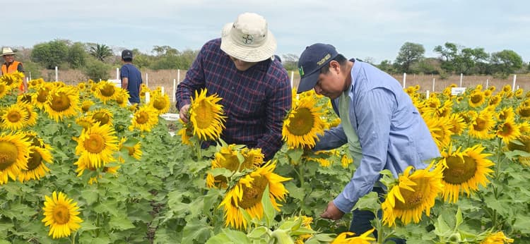Imagen de portada: De flor a símbolo: el girasol convierte a  San Julián la capital cruceña del cultivo