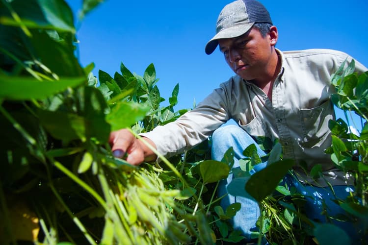 Imagen de portada: En 10 años, la soya generó más de $us 12.000 millones en exportaciones y aportó a la seguridad alimentaria del país