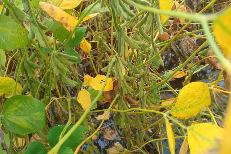 Imagen de portada: Anapo reporta disminución de la producción de  la soya de verano 2025-2026 debido a las lluvias