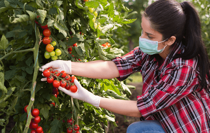 Imagen de portada: El sector agropecuario creció y alimento al país