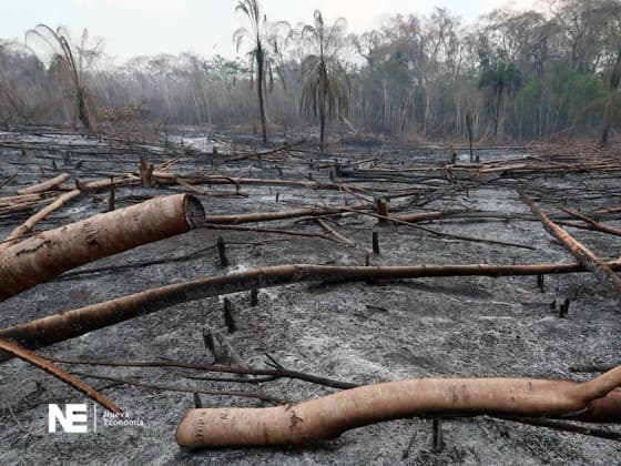 Imagen de portada: FORESTALES PIDEN $US 300 MILLONES