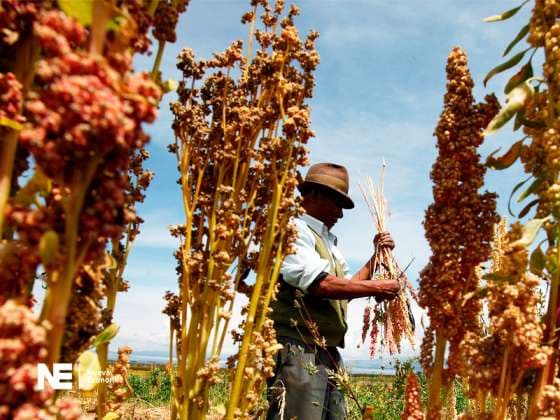 Imagen de portada: DECÁLOGO PARA FRENAR CRISIS ALIMENTARIA