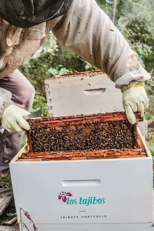 Imagen de portada: “Adopta una colmena”: la iniciativa mundial que  protege las abejas suma el apoyo de Los Tajibos 
