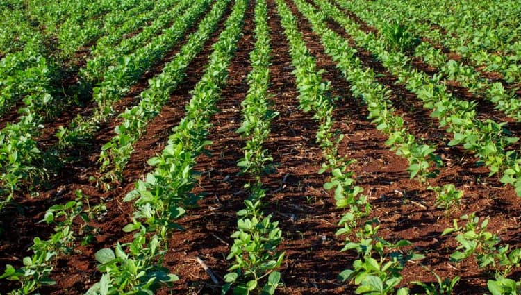 Imagen de portada: Agro, un sector con muchas potencialidades