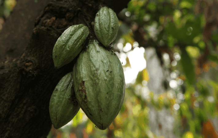Imagen de portada: Cacao de Bolivia competirá en el torneo mundial en París
