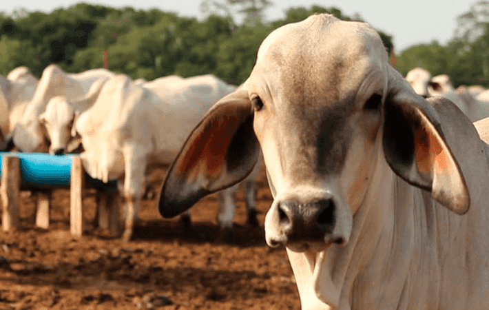 Imagen de portada: Necesaria reactivación agrícola