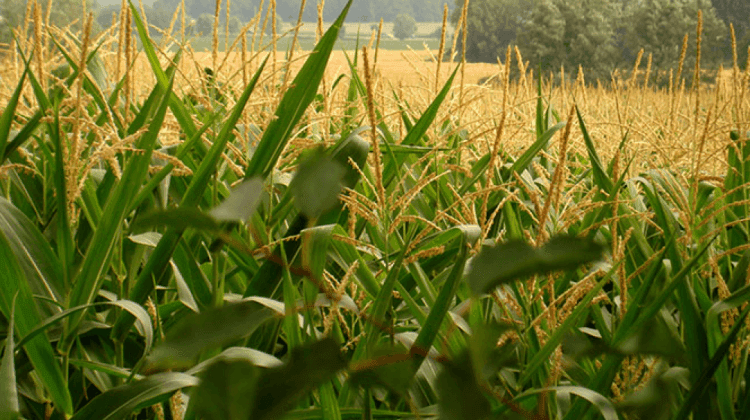 Imagen de portada: REHABILITACIÓN AGROPECUARIA