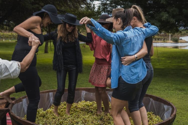 Imagen de portada: Singani Casa Real; celebra la Vendimia con un recorrido lleno de experienci