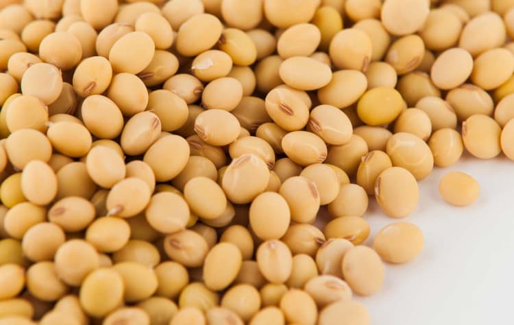 Imagen de portada: La soya supera los 500 dólares por tonelada en EE.UU