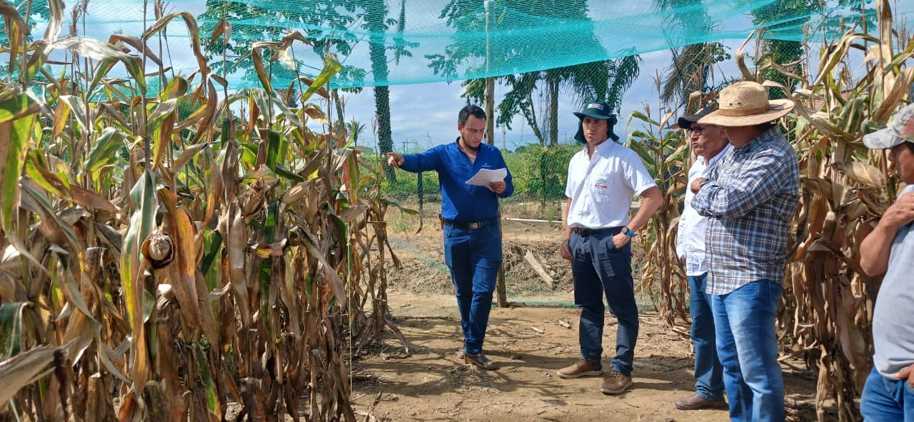 Nutrición de cultivos aumenta rendimientos hasta en 20% y ayuda a mitigar los impactos del exceso de lluvias
